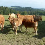 Aussichtsbauernhofpension Hof Gretchens Bed & Breakfast Winterberg