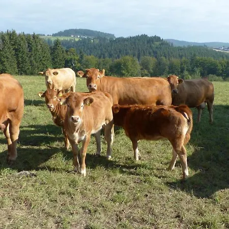 Aussichtsbauernhofpension Hof Gretchens 住宿加早餐酒店 温特贝格