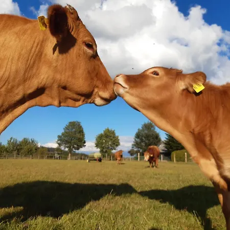 Aussichtsbauernhofpension Hof Gretchens Bed & Breakfast Winterberg