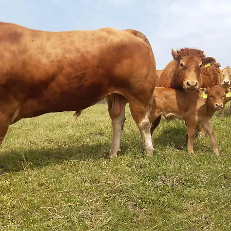 Aussichtsbauernhofpension Hof Gretchens Winterberg