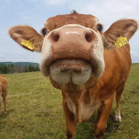 Aussichtsbauernhofpension Hof Gretchens * 温特贝格