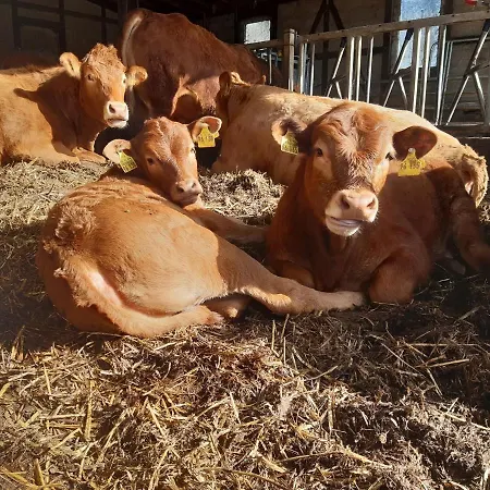 Frühstückspension Aussichtsbauernhofpension Hof Gretchens *
