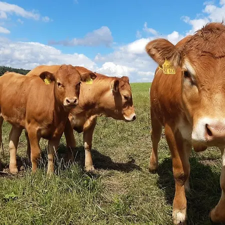 Aussichtsbauernhofpension Hof Gretchens * Winterberg