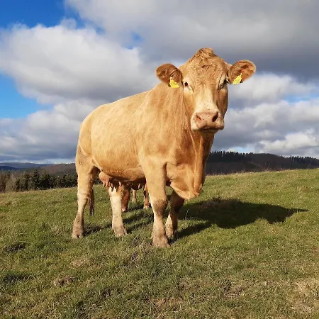 Aussichtsbauernhofpension Hof Gretchens * 温特贝格
