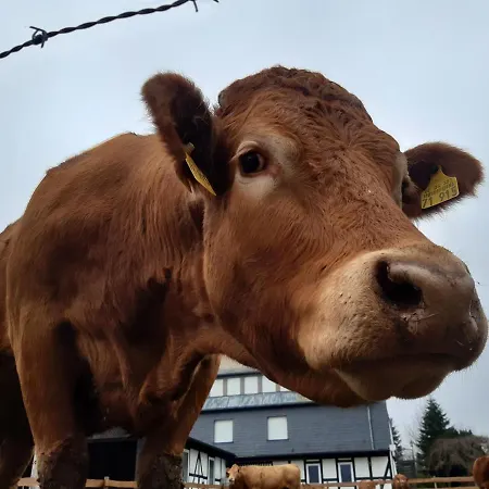 Frühstückspension Aussichtsbauernhofpension Hof Gretchens Winterberg