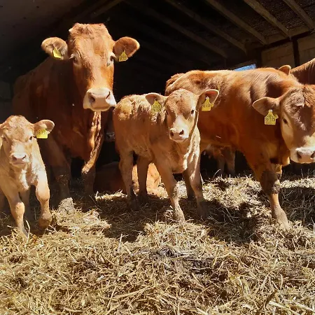 住宿加早餐酒店 Aussichtsbauernhofpension Hof Gretchens