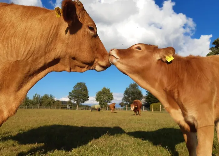 Aussichtsbauernhofpension Hof Gretchens Bed and Breakfast Βίντερμπεργκ