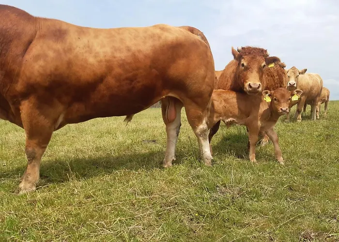 Aussichtsbauernhofpension Hof Gretchens Βίντερμπεργκ