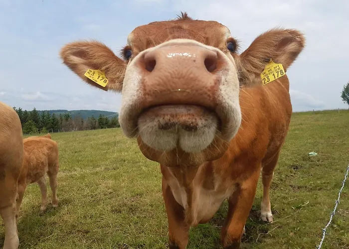 Aussichtsbauernhofpension Hof Gretchens * Winterberg