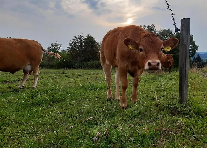 לינה וארוחת בוקר Aussichtsbauernhofpension Hof Gretchens *