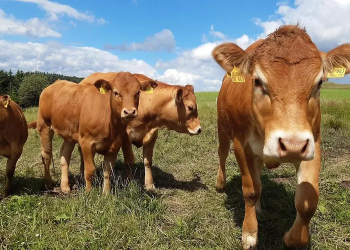 Aussichtsbauernhofpension Hof Gretchens * Βίντερμπεργκ
