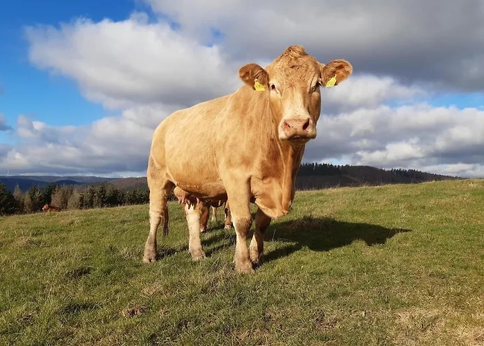 Aussichtsbauernhofpension Hof Gretchens * Βίντερμπεργκ