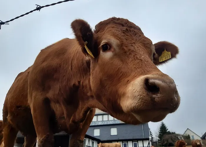 Bed and Breakfast Aussichtsbauernhofpension Hof Gretchens Βίντερμπεργκ