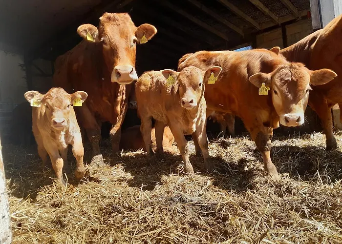 לינה וארוחת בוקר Aussichtsbauernhofpension Hof Gretchens